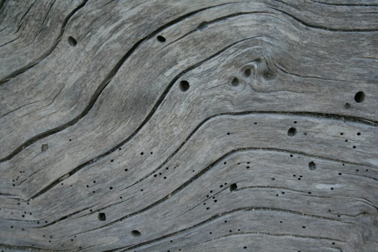 Holes created by woordworm in an old log