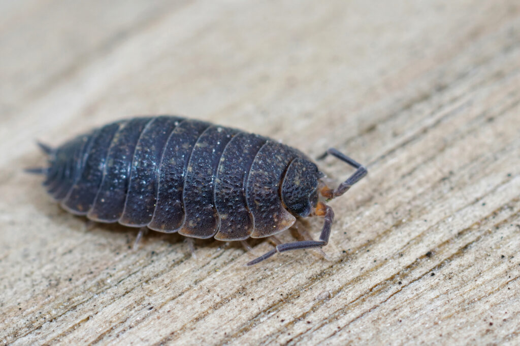 How To Deal With Wood Beetle Infestations?