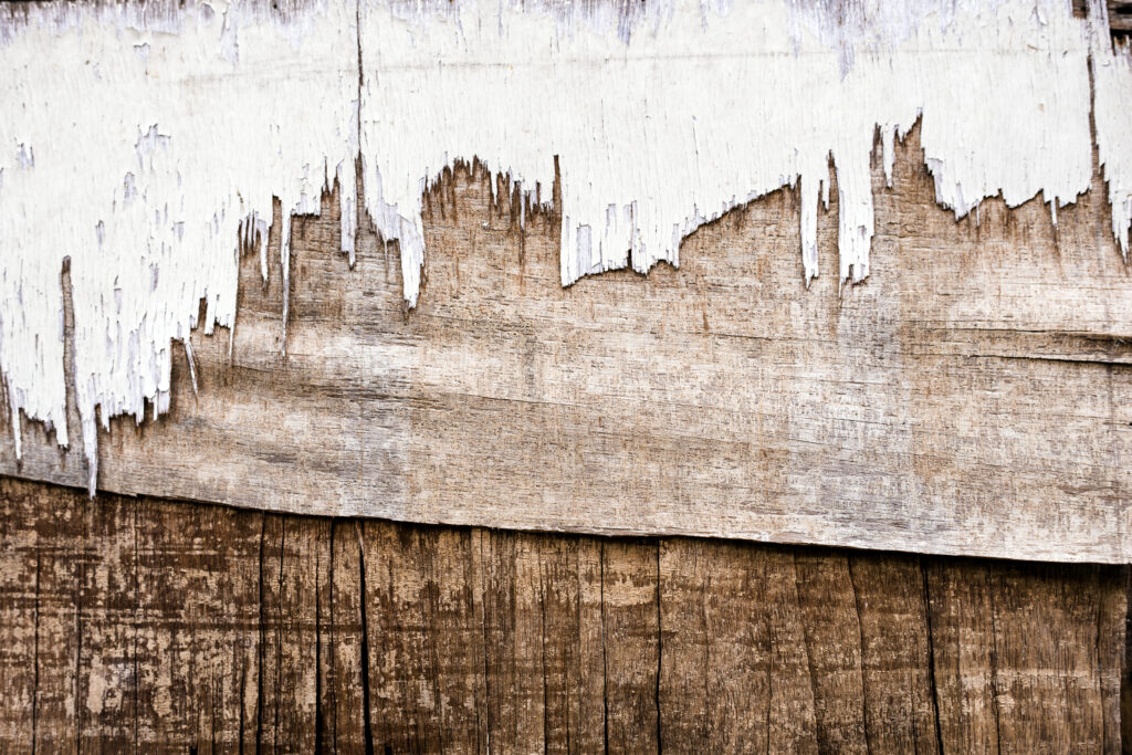 How Much Does Dry Rot Repair Cost in 2025?