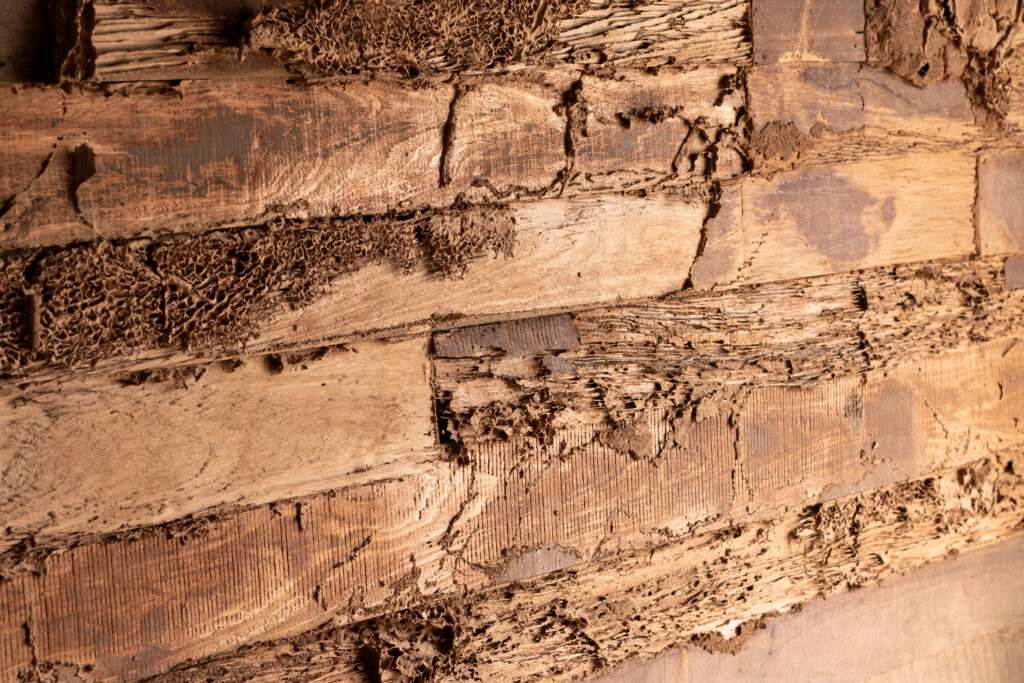 dry rot wood