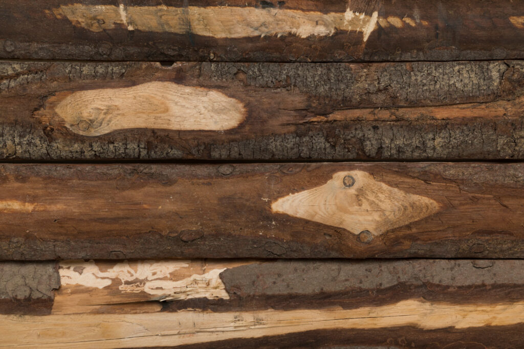 Wet & Dry Rot Treatment | Identify and Fix Timber Decay