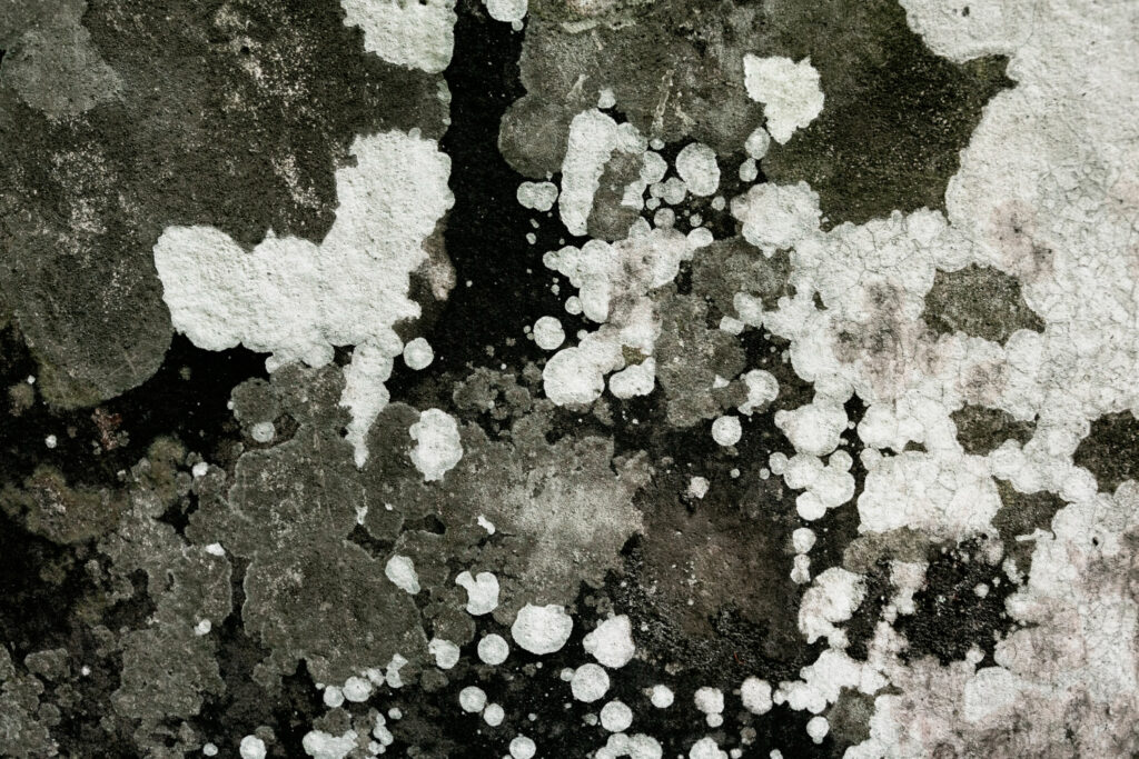 Black Mould