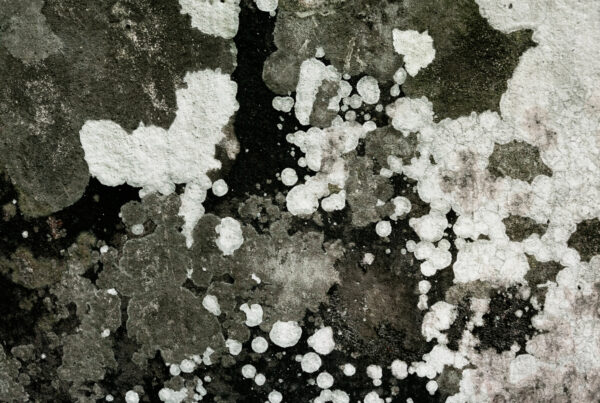 Black Mould